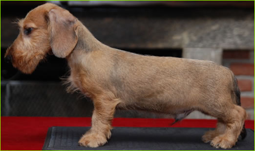 Cucciolo bassotto foglia secca a pelo duro