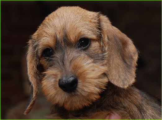 Cuccioli Bassotto A Pelo Duro Allevamento Bassotti Wanhelsing Allevamento Bassotto A Pelo Duro Cinghiale Foglia Secca E Cioccolato Standard Nano E Kaninchen