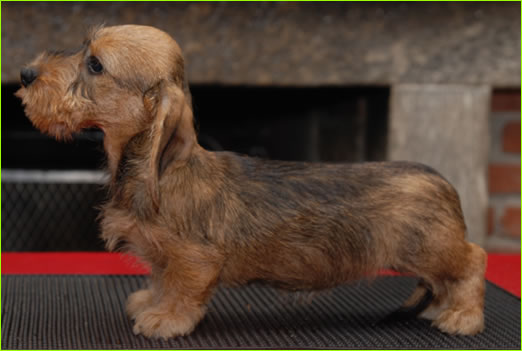 Cuccioli Bassotto A Pelo Duro Allevamento Bassotti Wanhelsing Allevamento Bassotto A Pelo Duro Cinghiale Foglia Secca E Cioccolato Standard Nano E Kaninchen