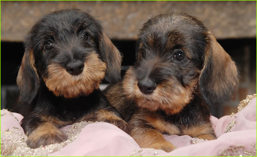 Cuccioli Bassotto A Pelo Duro Allevamento Bassotti Wanhelsing Allevamento Bassotto A Pelo Duro Cinghiale Foglia Secca E Cioccolato Standard Nano E Kaninchen