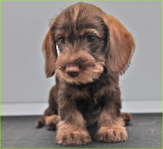 Cucciolo bassotto cioccolato a pelo duro