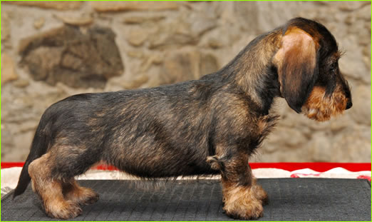 Cuccioli Bassotto A Pelo Duro Allevamento Bassotti Wanhelsing Allevamento Bassotto A Pelo Duro Cinghiale Foglia Secca E Cioccolato Standard Nano E Kaninchen