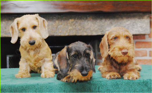 Cuccioli Bassotto A Pelo Duro Allevamento Bassotti Wanhelsing Allevamento Bassotto A Pelo Duro Cinghiale Foglia Secca E Cioccolato Standard Nano E Kaninchen