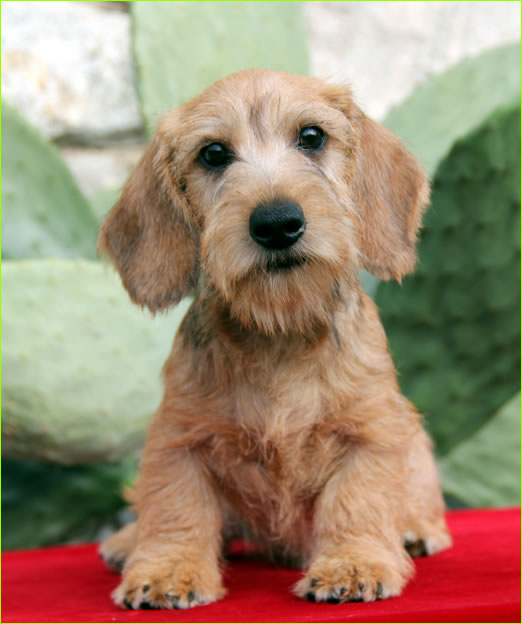 Cuccioli Bassotto A Pelo Duro Allevamento Bassotti Wanhelsing Allevamento Bassotto A Pelo Duro Cinghiale Foglia Secca E Cioccolato Standard Nano E Kaninchen