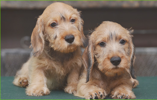 Cuccioli Bassotto A Pelo Duro Allevamento Bassotti Wanhelsing Allevamento Bassotto A Pelo Duro Cinghiale Foglia Secca E Cioccolato Standard Nano E Kaninchen