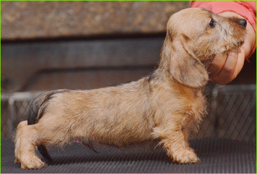 Cuccioli Bassotto A Pelo Duro Allevamento Bassotti Wanhelsing Allevamento Bassotto A Pelo Duro Cinghiale Foglia Secca E Cioccolato Standard Nano E Kaninchen