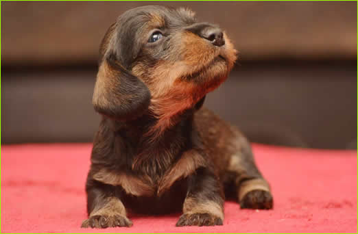 Cuccioli Bassotto A Pelo Duro Allevamento Bassotti Wanhelsing Allevamento Bassotto A Pelo Duro Cinghiale Foglia Secca E Cioccolato Standard Nano E Kaninchen