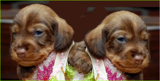 Cuccioli bassotto cioccolato a pelo duro